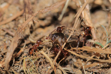 crematogaster scutellaris ant macro photo