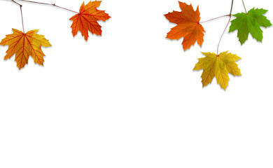 Falling Autumn Maple Leaves Natural white Background