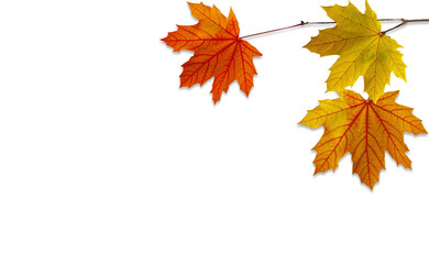 Naklejka na ściany i meble Falling Autumn Maple Leaves Natural white Background