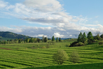Widok na zielone pastwiska w Pieninach.