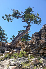 Grand Canyon National Park, Arizona: A twisted juniper tree at Hermits Rest on the southern rim of the Grand Canyon.