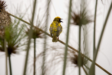 A yellow weaver bird, with its beak open, is sitting on the stem of a reed, with papyrus reeds...