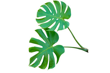 Fototapeta na wymiar Fresh monstera leaf isolated on white background with clipping path.