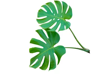 Poster Monstera Fresh monstera leaf isolated on white background with clipping path.