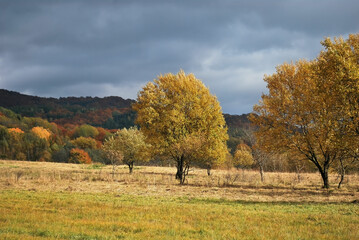Kolorowe jesienne drzewa w Bieszczadach.