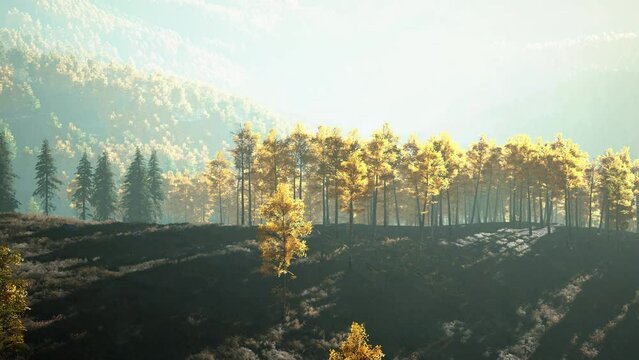 Yellow and green trees in autumn forest