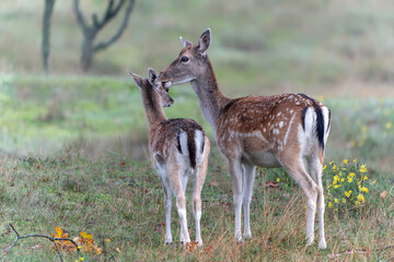 Naklejka na ściany i meble Mother and daughter Fallow deer (Dama dama) in rutting season in the forest of Amsterdamse Waterleidingduinen in the Netherlands. Sweet moment. 