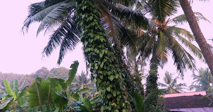 Closeup of black pepper plants on coconut tree in india