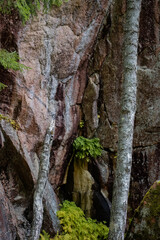Close up of a colorful granite rock face in Finnish nature with green leaves of fern in the middle