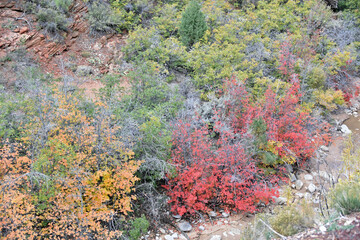 Fall Colors in Utah's Zion National Park