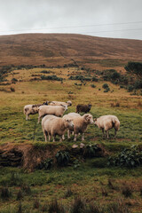 Sheep in the mountain in Ireland