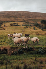 Obraz premium Sheep in the mountain in Ireland