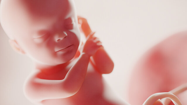 human fetus