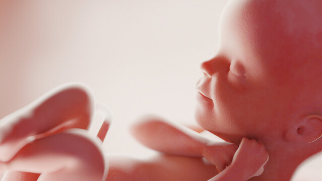 human fetus