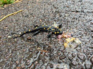 Fire salamander in South Tyrol in the mountains