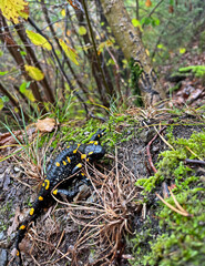 Fire salamander in South Tyrol in the mountains