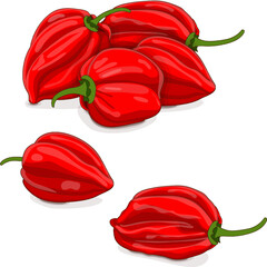 Group of red habanero chili peppers. Capsicum chinense. Hot chili pepper. Fresh organic vegetables. Cartoon style. Vector illustration isolated on white background. - obrazy, fototapety, plakaty