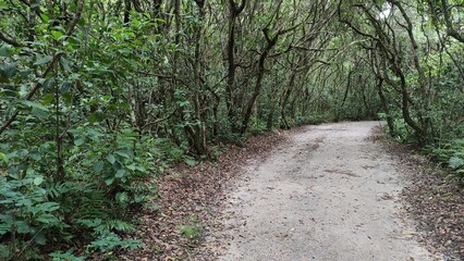 Fototapeta premium path sand green and dry trees