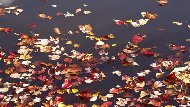 Colorful fall leaves in lake water surface, floating autumn leaf. Fall season leaves float in the morning sun with a tree reflection in the water.