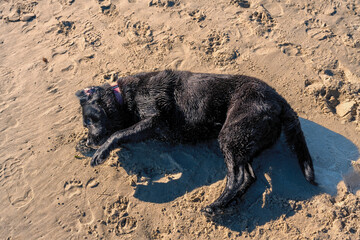 A photograph of dogs playing on the beach and in the ocean