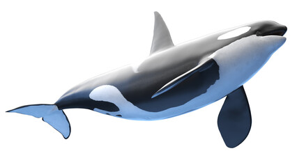 killer whale - 540738717