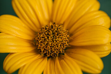 Flower of yellow chamomile growing in the garden, macro shot.