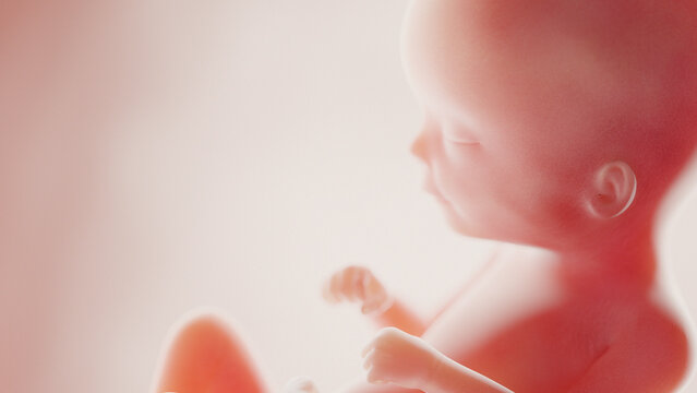 human fetus