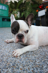 dog or french bulldog, unaware French bulldog