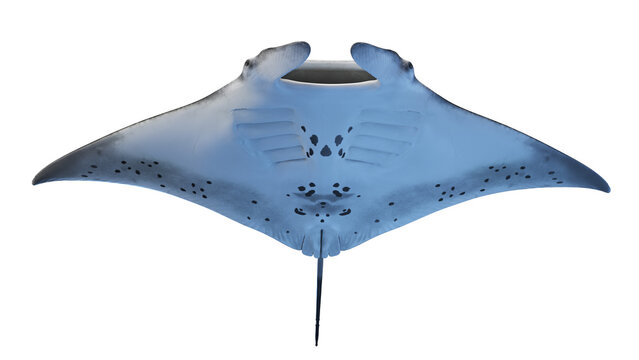 manta ray