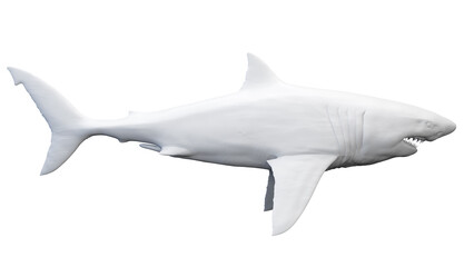 shark