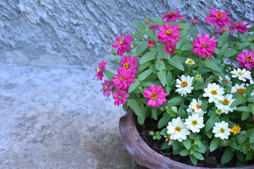 Fototapeta na wymiar Pot of beautiful zinnia flower on cement floor, soft and selective focus.