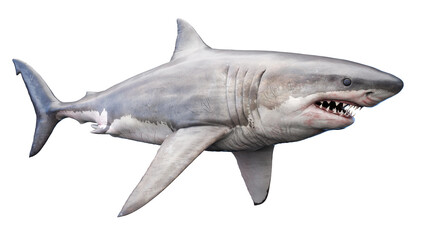shark