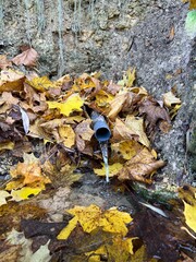 autumn leaves on a stone