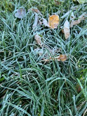 frost on the grass