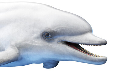 dolphin