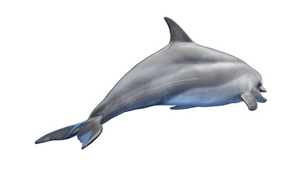 dolphin