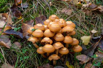 mushrooms in the forest