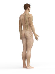 Fototapeta premium lymphatic system