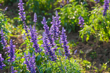 Fresh bouquet purple lavender pretty flower blossom in botanic garden.  romance florist violet herb blooming in natural park