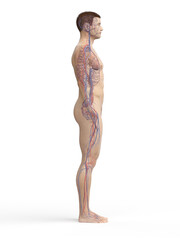 Fototapeta premium vascular system