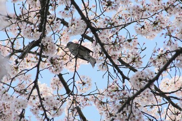 ヒヨドリと桜