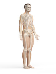 Obraz premium skeleton