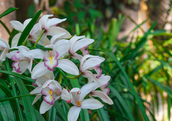 fresh white and purple orchid flower blooming with green leaves in botany garden park