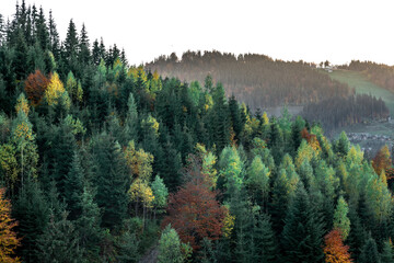 Coniferous forest in the mountains, natural background.