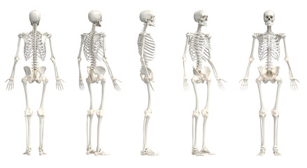 3d rendered medical illustration of the male skeleton - 540742182