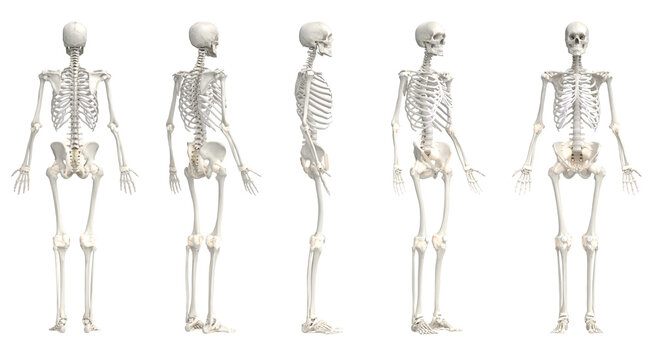 3d rendered medical illustration of the male skeleton