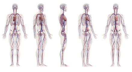 3d rendered medical illustration of the male vascular system - 540742377