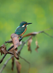 A Common Kingfisher (alcedo atthis) perched on a branch waiting for the moment to catch a fish.