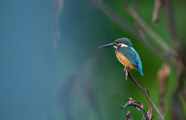 A Common Kingfisher (alcedo atthis) perched on a branch waiting for the moment to catch a fish.