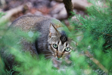 cat hiding behind pine tree